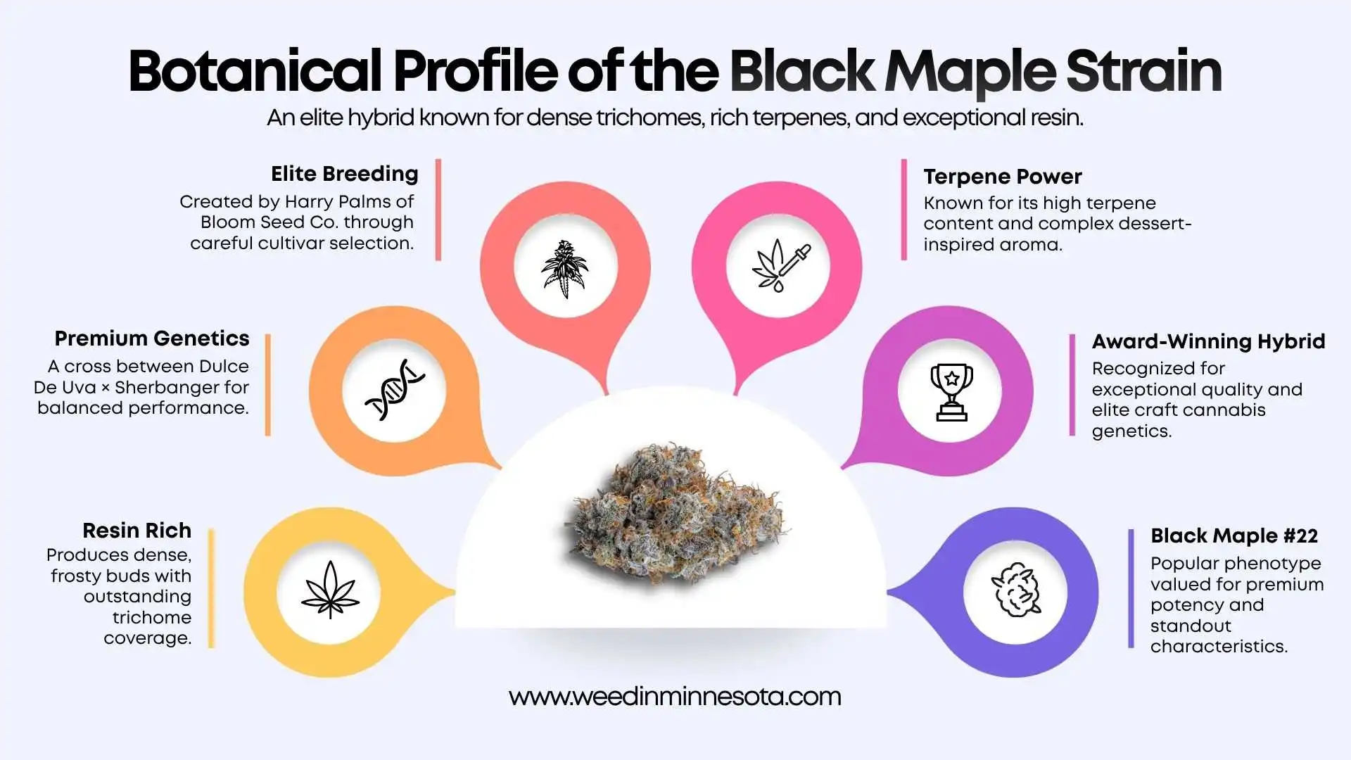 black-maple-strain