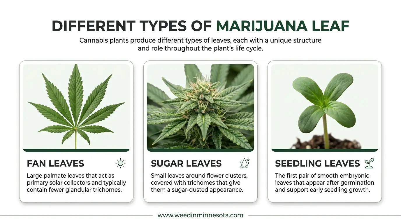 Cannabis-Leafs
