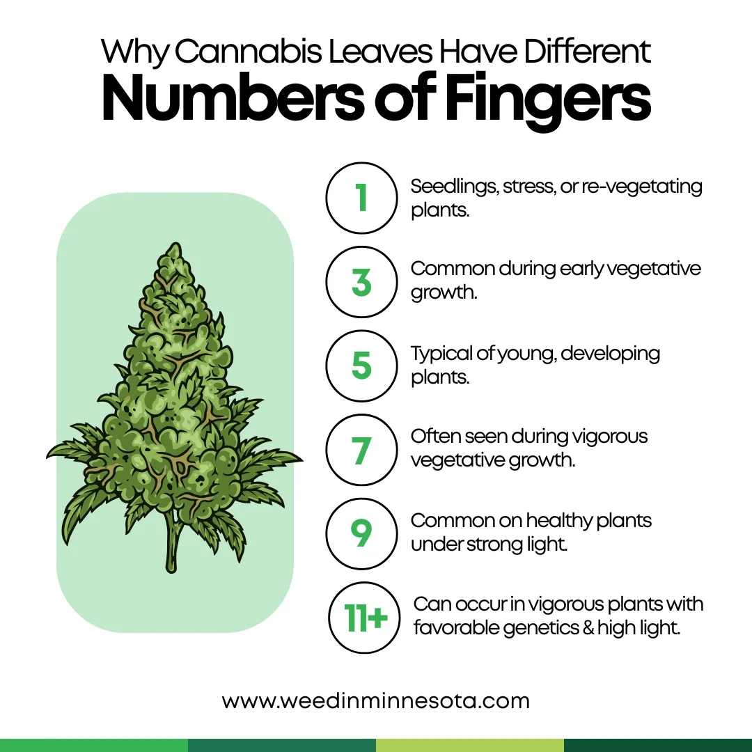 Cannabis Leaves