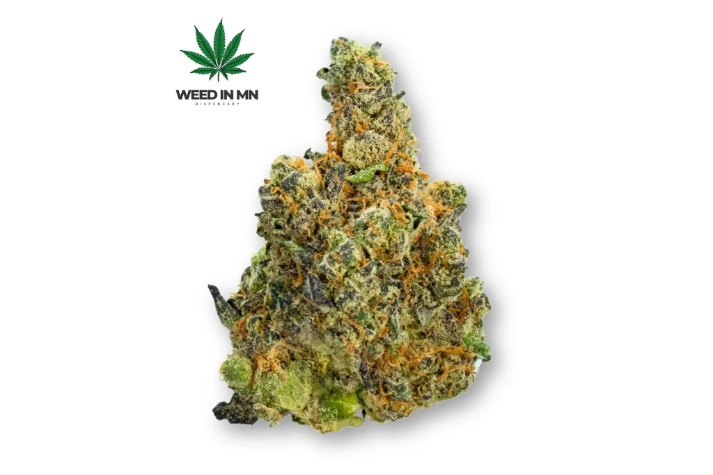 Government Oasis Strain